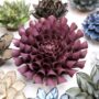Cornel Dahlia Ceramic Flower – Violet Blue – 5.5″x2.5″